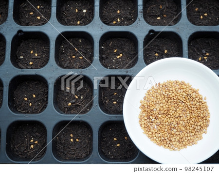 播種芝麻 98245107