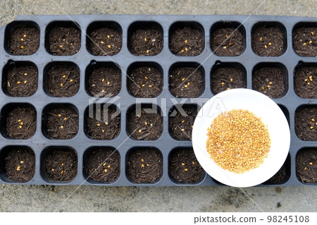 播種芝麻 98245108