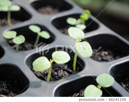 芝麻的發芽 98245109