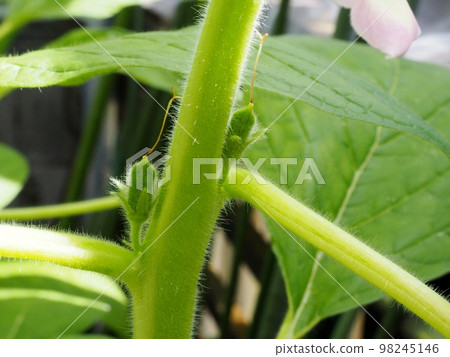 芝麻的結果 98245146