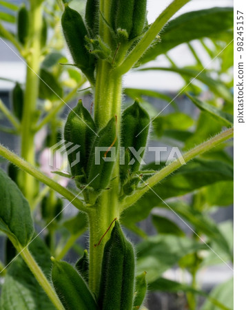 Sesame seeds 98245157