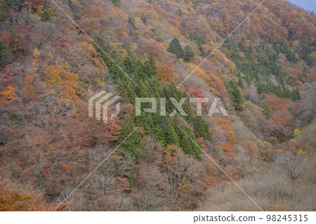 使道路看起來色彩繽紛的秋葉路 98245315