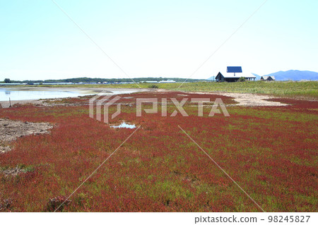 瓦卡野花園的珊瑚草 98245827