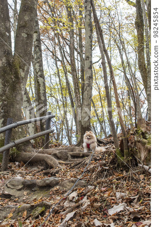 Pet dog and owner walking on a mountain path Pet dog and owner walking on a mountain path 98245854