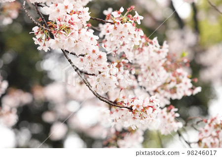Cherry blossoms of Someiyoshi in full bloom Cherry blossoms of Someiyoshi in full bloom 98246017
