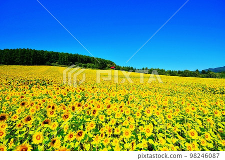 向日葵田（北海道富良野市清水山） 98246087