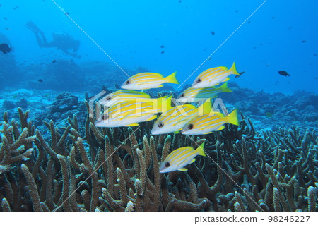 Blue snapper and diver Okinawa sea underwater photo Blue snapper and diver Okinawa sea underwater photo 98246227