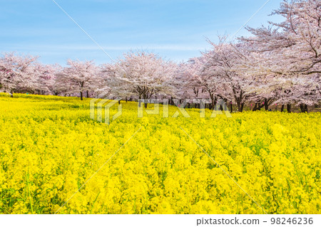 赤城南側的千本櫻和油菜花 赤城南側的千本櫻和油菜花 98246236