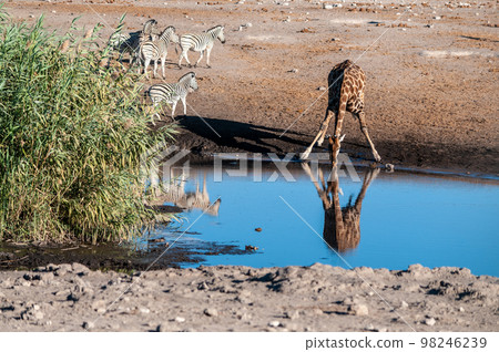 Giraffes in Etosha National Park Giraffes in Etosha National Park 98246239