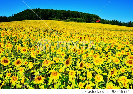向日葵田（北海道富良野市清水山） 98246535