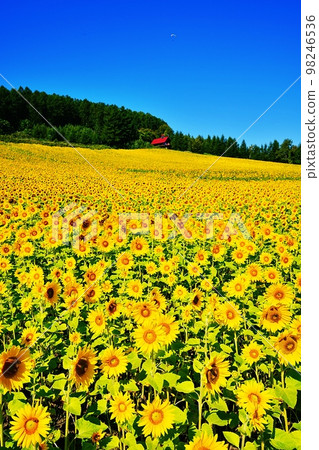 向日葵田(北海道富良野市清水山) 向日葵田(北海道富良野市清水山) 98246536