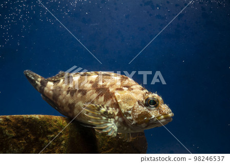 蝎子魚 Gashira Rockfish 魚 98246537