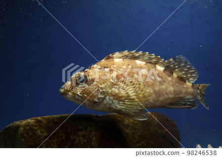蝎子魚 Gashira Rockfish 魚 蝎子魚 Gashira Rockfish 魚 98246538