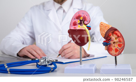 mockup kidney on work desk of doctor 98246587