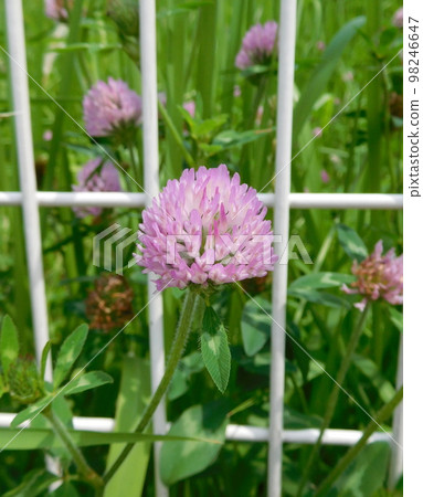 Red clover 98246647
