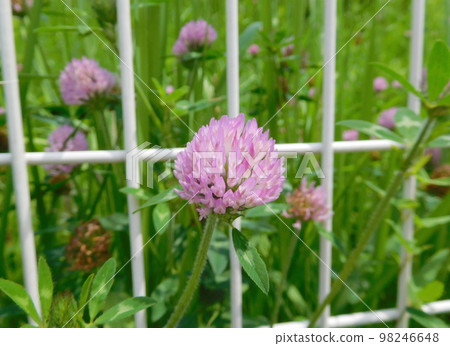 Red clover Red clover 98246648
