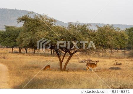 mother spotted deer with her fawn or chital or axis deer or axis axis grazing grass in grassland landscape during winter safari at panna national park tiger reserve forest madhya pradesh india asia 98246871