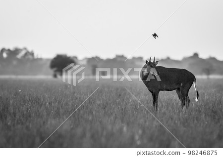 wild male nilgai or blue bull or Boselaphus tragocamelus an asian antelope in black in white in scenic landscape of tal chhapar sanctuary churu rajasthan india asia wild male nilgai or blue bull or Boselaphus tragocamelus an asian antelope in black in white in scenic landscape of tal chhapar sanctuary churu rajasthan india asia 98246875