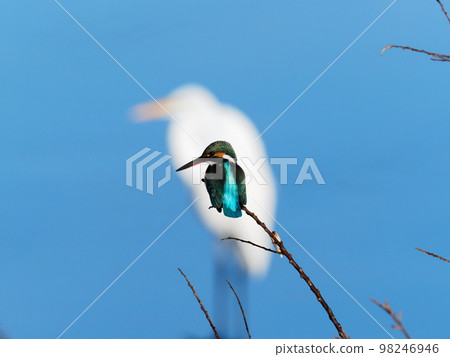 翠鳥 翠鳥 98246946