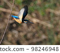 Kingfisher 98246948