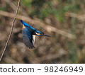 Kingfisher 98246949