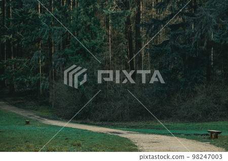 Wooden bench along footpath in forest Wooden bench along footpath in forest 98247003