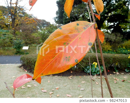 皇居北之丸公園柿葉 皇居北之丸公園柿葉 98247013