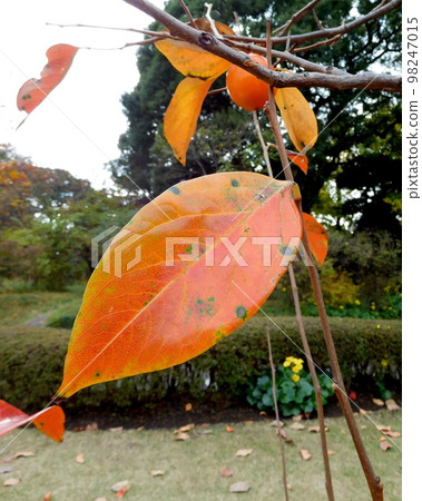 皇居北之丸公園柿葉 皇居北之丸公園柿葉 98247015