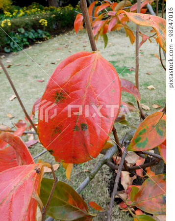 皇居北之丸公園柿葉 皇居北之丸公園柿葉 98247016