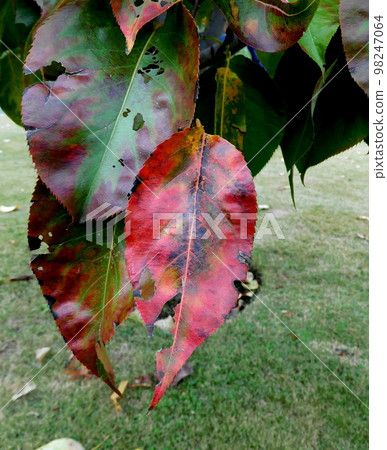 皇居北之丸公園柿葉 98247064