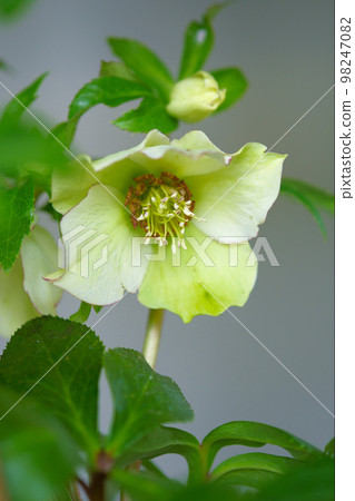 White christmas rose 98247082