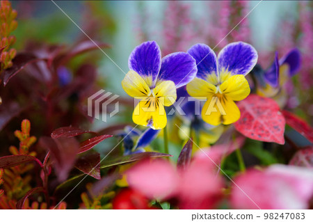 small viola 98247083