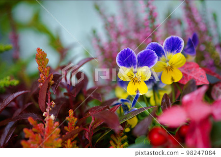 小中提琴 小中提琴 98247084