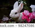 花園裡的兔子 98247086