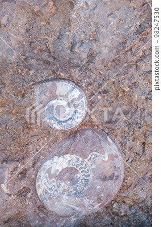 Sea and ocean fossils found on rocks in the desert of Morocco 98247530