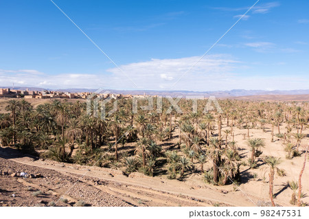 Landscape view of Morocco desert with date palm trees 98247531