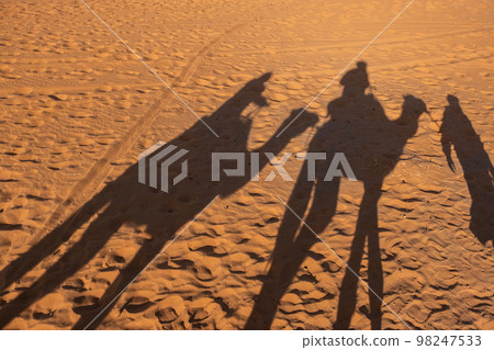 Camel shadow on the sand dune in Sahara Desert 98247533