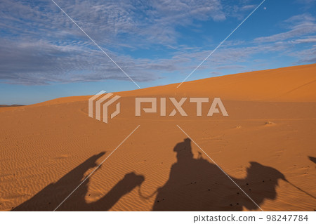 Camel shadow on the sand dune in Sahara Desert Camel shadow on the sand dune in Sahara Desert 98247784