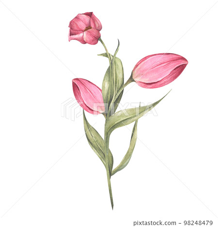 Pink tulips and leaves. Bouquet of tulips. Floral composition. Watercolor illustration. 98248479
