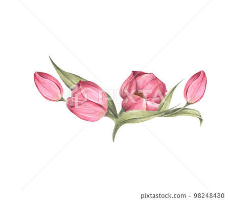 Pink tulips and leaves. Bouquet of tulips. Floral composition. Watercolor illustration. 98248480