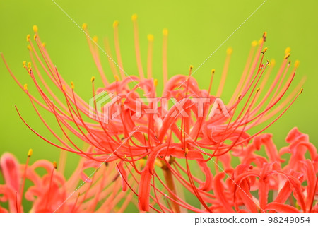 red flower cluster amaryllis 98249054