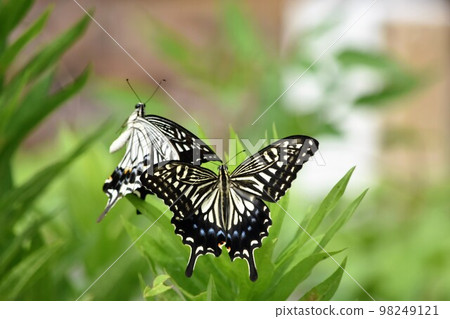 Swallowtail (Namiageha) Swallowtail (Namiageha) 98249121