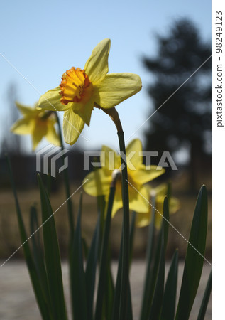 cold spring weather 98249123