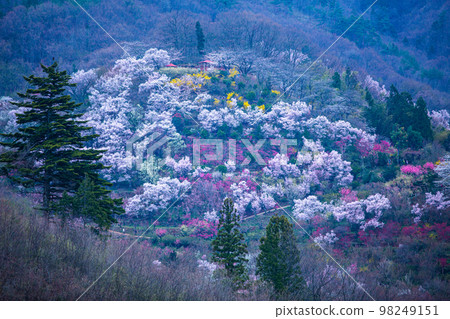 [Fukushima Prefecture/Hanamiyama Park] Hundreds of flowers prosperity, there is a paradise in Fukushima April 98249151