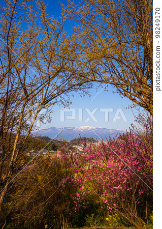 【福島縣/花見山公園】百花繁華，福島四月有世外桃源 98249170