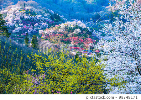 【福島縣/花見山公園】百花繁華，福島四月有世外桃源 98249171