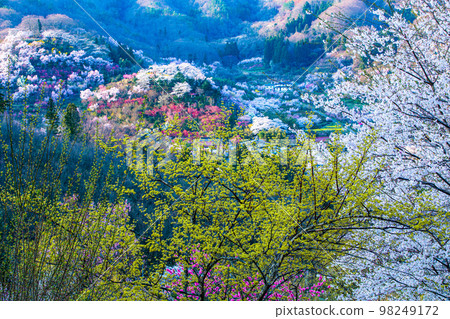 [Fukushima Prefecture/Hanamiyama Park] Hundreds of flowers prosperity, there is a paradise in Fukushima April 98249172