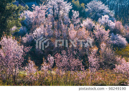 [Fukushima Prefecture/Hanamiyama Park] Hundreds of flowers prosperity, there is a paradise in Fukushima April 98249190