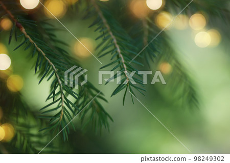 Green twigs of coniferous tree and holiday garland lights on soft background 98249302