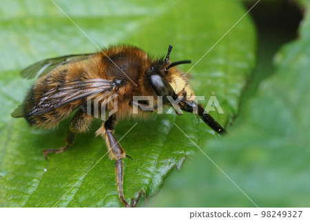 Closeup on a male fork-tailed flower bee, Anthophora furcata sitting on a green leaf cleaning it's long tongue Closeup on a male fork-tailed flower bee, Anthophora furcata sitting on a green leaf cleaning it's long tongue 98249327